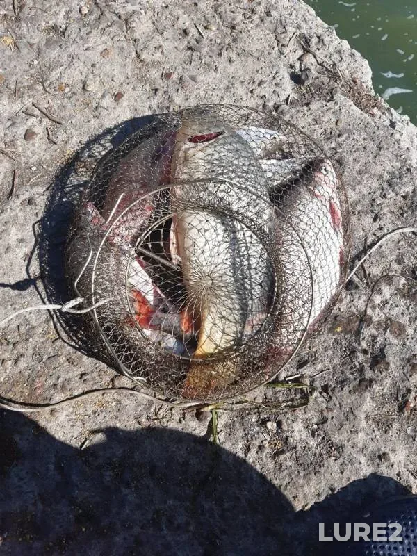 Bream — Don, Sep 25, 2019