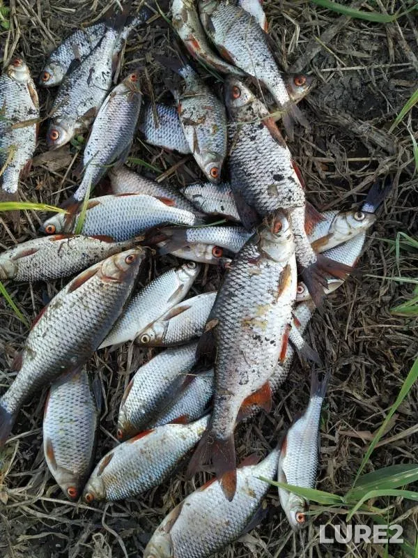 Roach — Brodnya, Apr 30, 2019