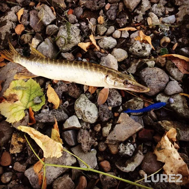 Pike, Zander — Don, Oct 03, 2019