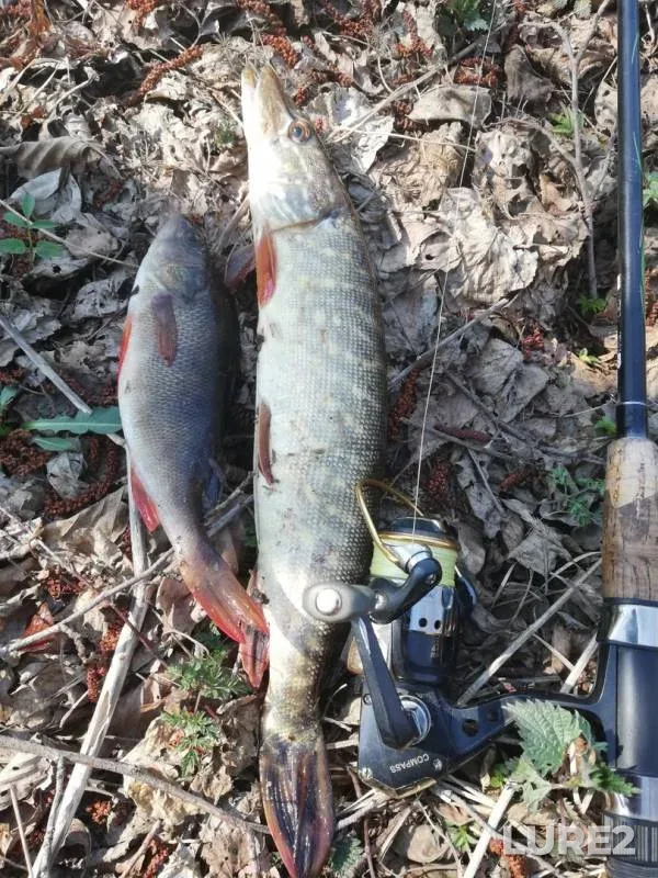 Perch, Pike — Usha, May 03, 2019