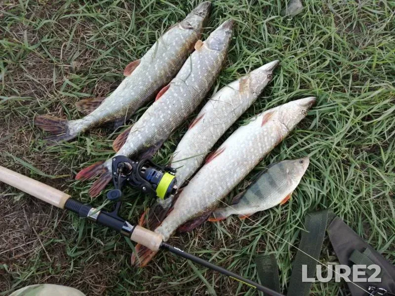Perch, Pike — Don, Nov 17, 2019