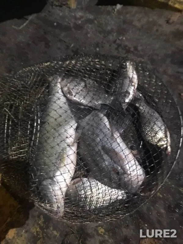 Bream — Manych, Nov 06, 2019