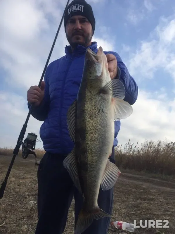 Zander — Rostovskaya oblast, Nov 10, 2019