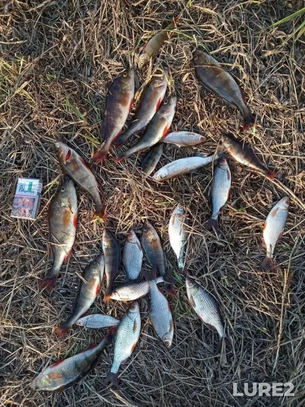 Perch, Roach — Brodnya, Apr 22, 2019