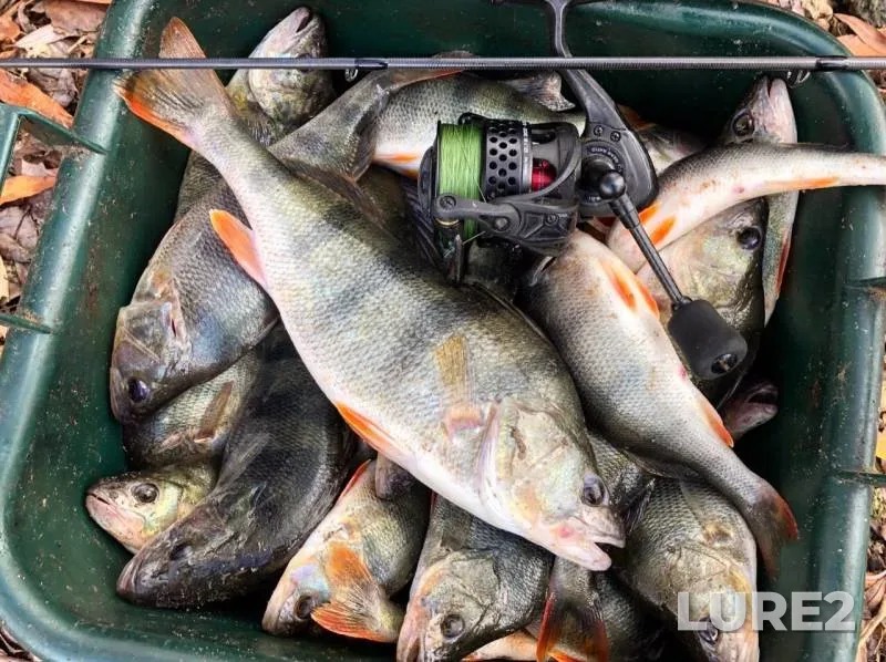 Perch — Don, Nov 10, 2019