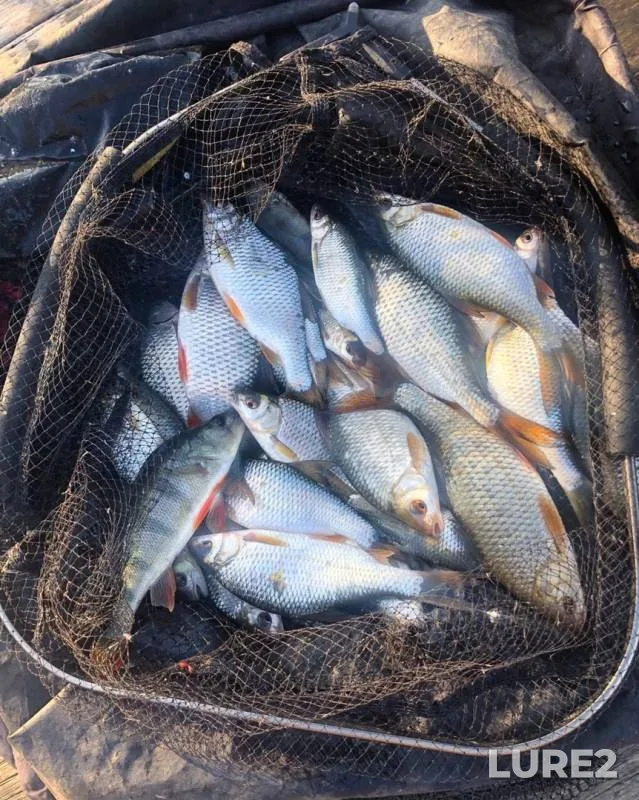 Perch, Roach — Rostovskaya oblast, Nov 14, 2019
