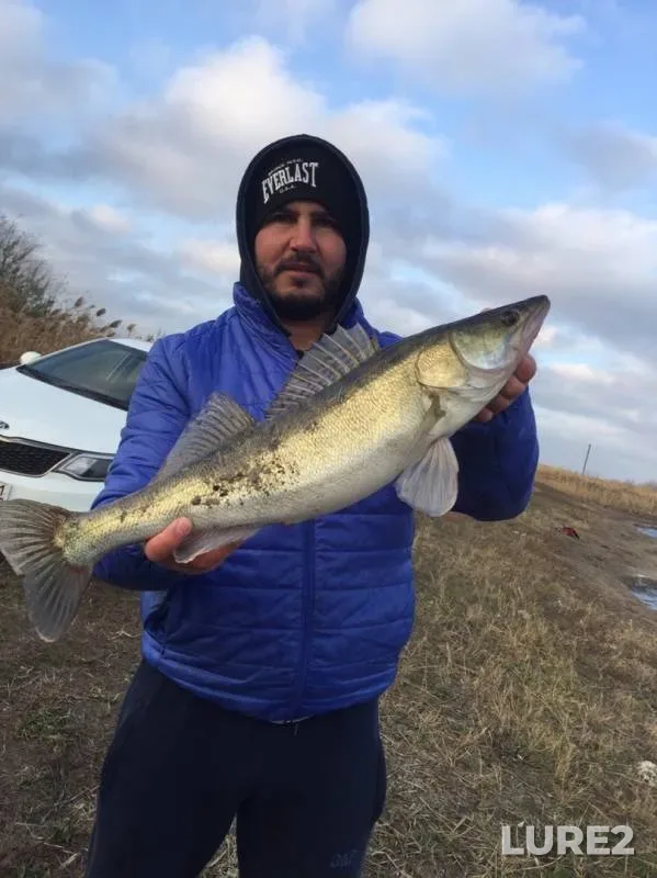 Zander — Rostovskaya oblast, Nov 14, 2019