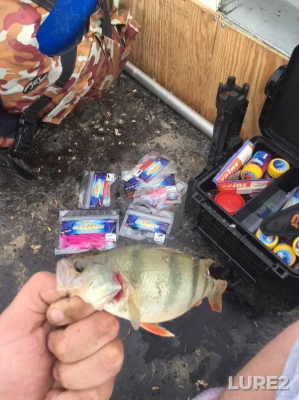 Perch — Don, Jun 23, 2019