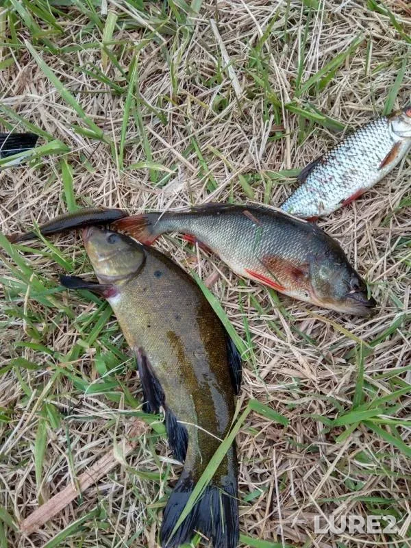 Perch, Roach — Golbitsa, May 10, 2019