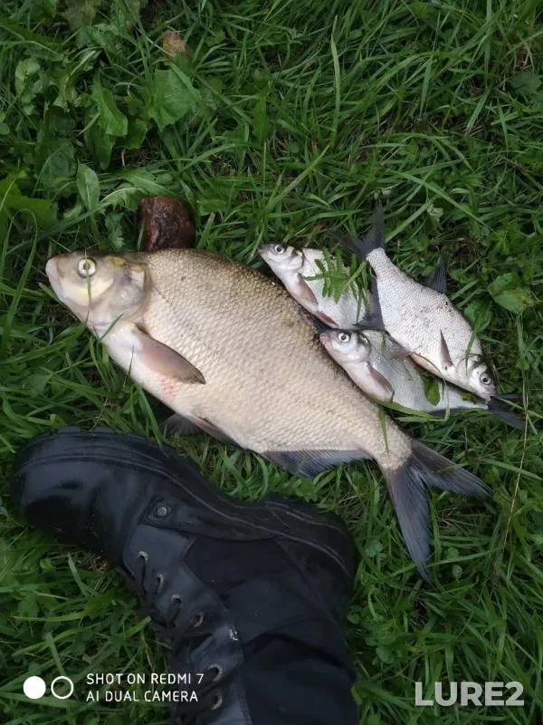 Bream — Svisloch, Aug 03, 2019