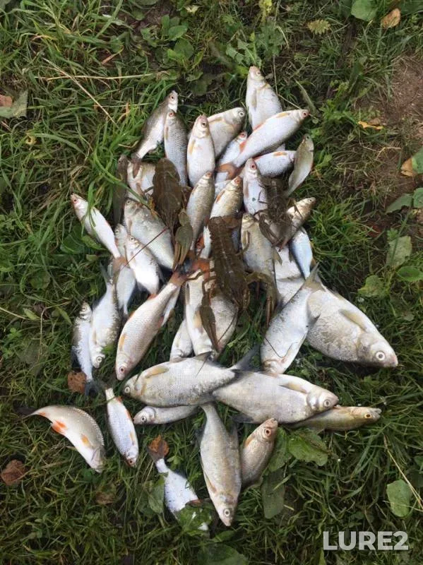 Bream, Roach — Vyacha, Aug 07, 2019