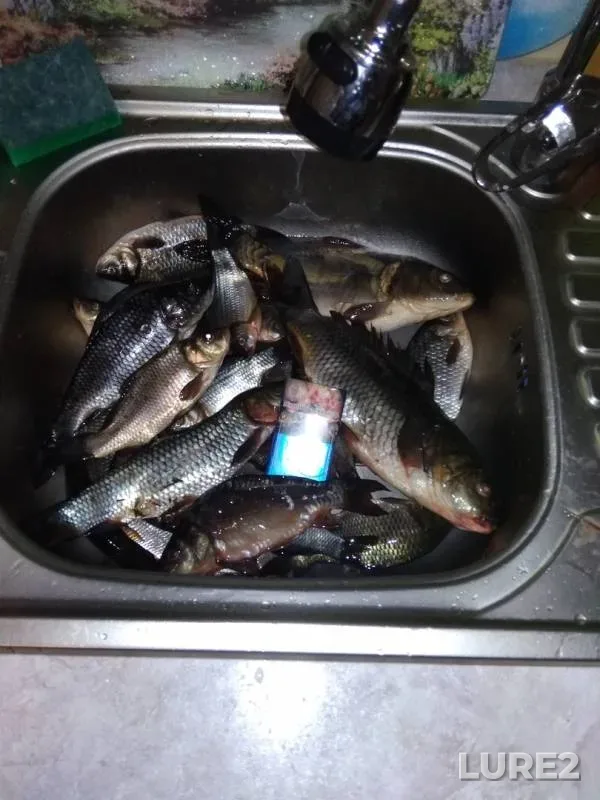Carp, Crucian carp — Lan, Aug 18, 2019