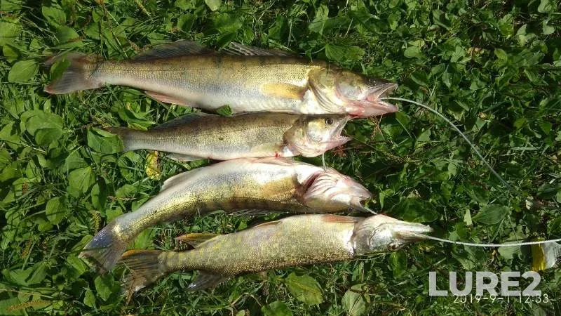 Pike, Zander — Sviritsa, Sep 01, 2019