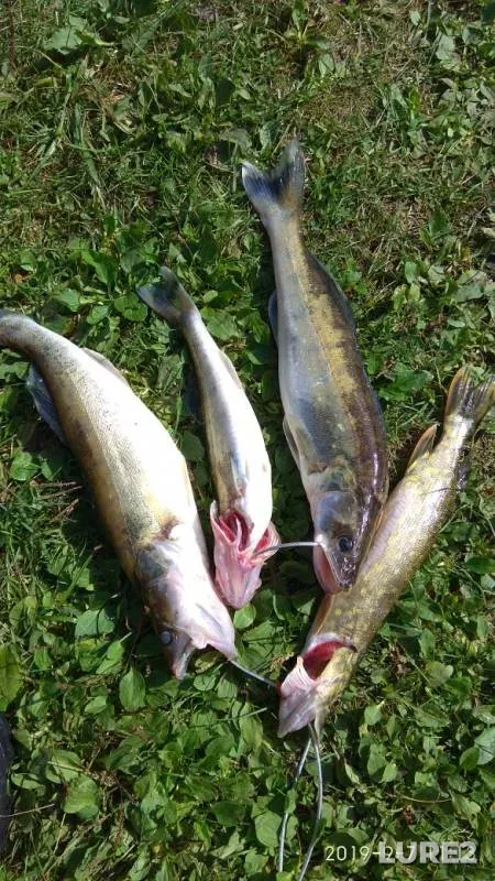 Pike, Zander — Sviritsa, Sep 07, 2019