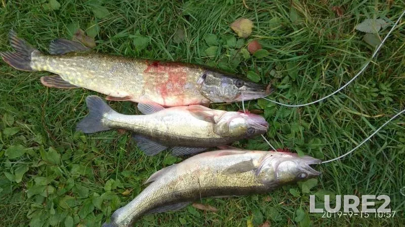 Pike, Zander — Svir, Sep 15, 2019