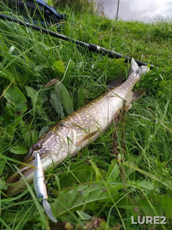 Pike — Zapadnaya Dvina, Sep 20, 2019