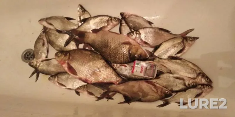 Bream, Crucian carp — Sivelga, Sep 29, 2019