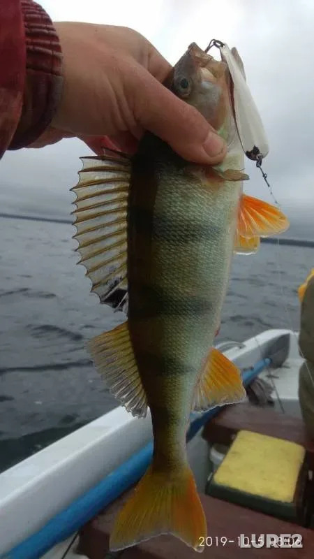Perch — Naroch, Oct 06, 2019