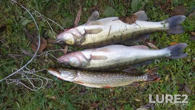 Pike, Zander — Sviritsa, Oct 06, 2019