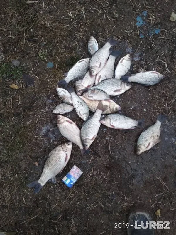 Crucian carp — Minskaya oblast, Borisovskiy rayon, Mar 17, 2019