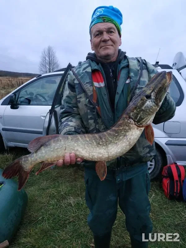 Pike — Ptich, Nov 12, 2019