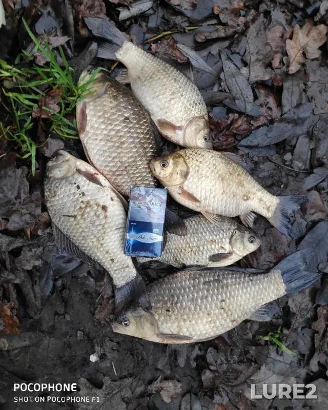 Crucian carp — Svisloch, Nov 10, 2019