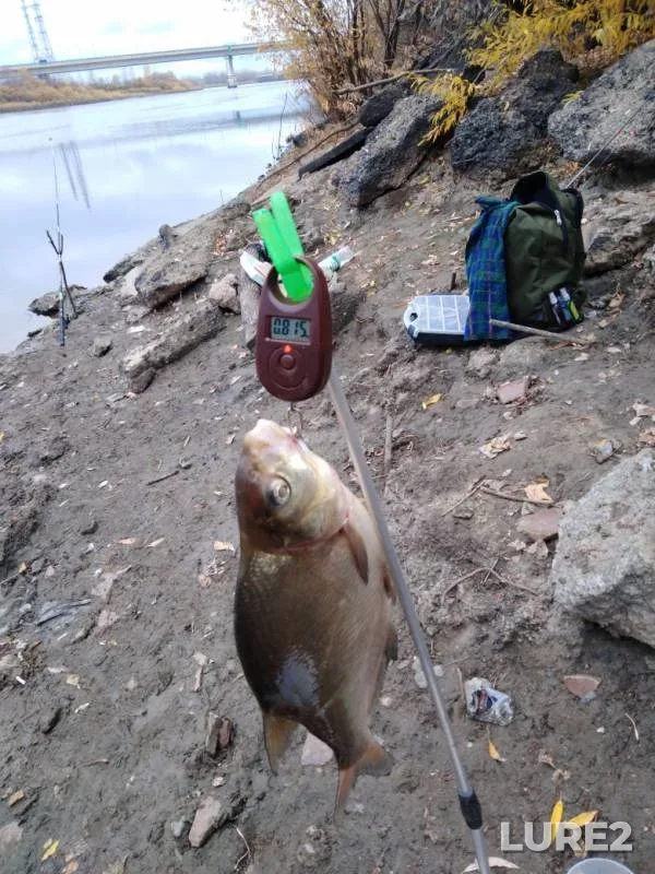 Bream — Tura, Oct 10, 2019