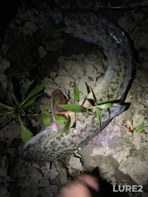 Bream, Burbot — Tura, Oct 08, 2019
