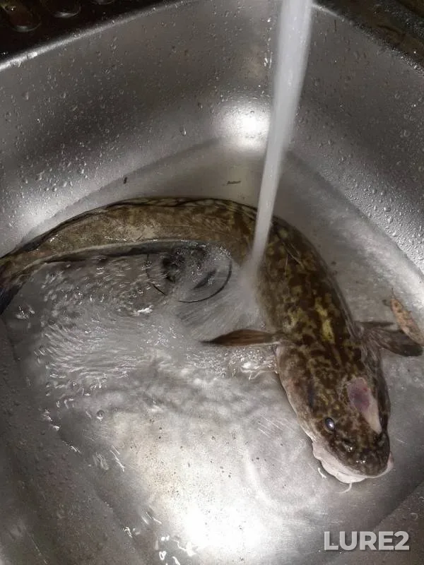 Burbot — Tura, Oct 06, 2019