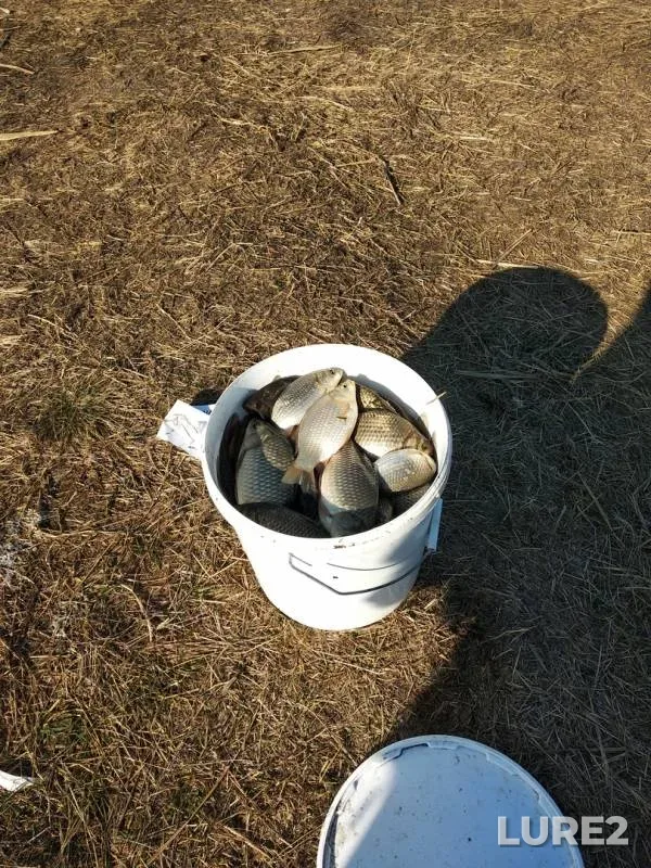 Crucian carp — Bolshoy Kamagan, Oct 05, 2019