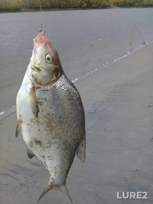 Bream — Irtysh, Sep 27, 2019