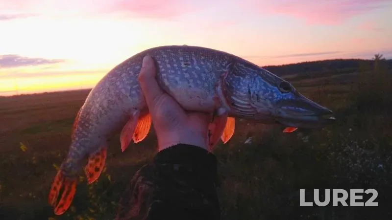 Pike — Pyshma, Sep 09, 2019