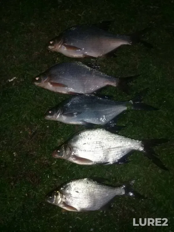 Bream — Tura, Sep 10, 2019