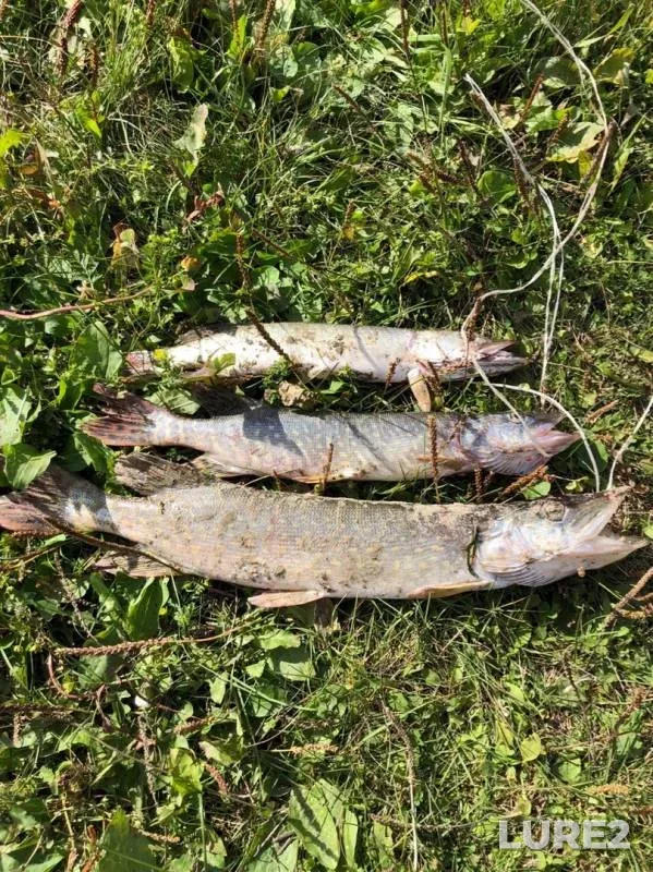 Pike — Tobol, Sep 12, 2019
