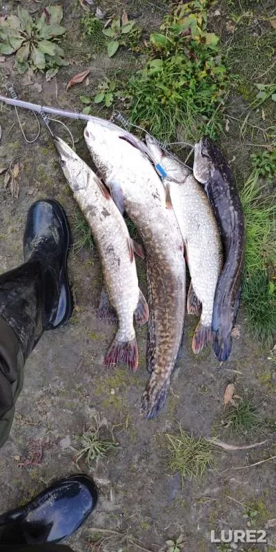 Burbot, Pike — Karmak, Sep 13, 2019