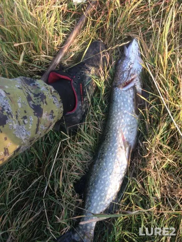 Pike — Irtysh, Sep 17, 2019