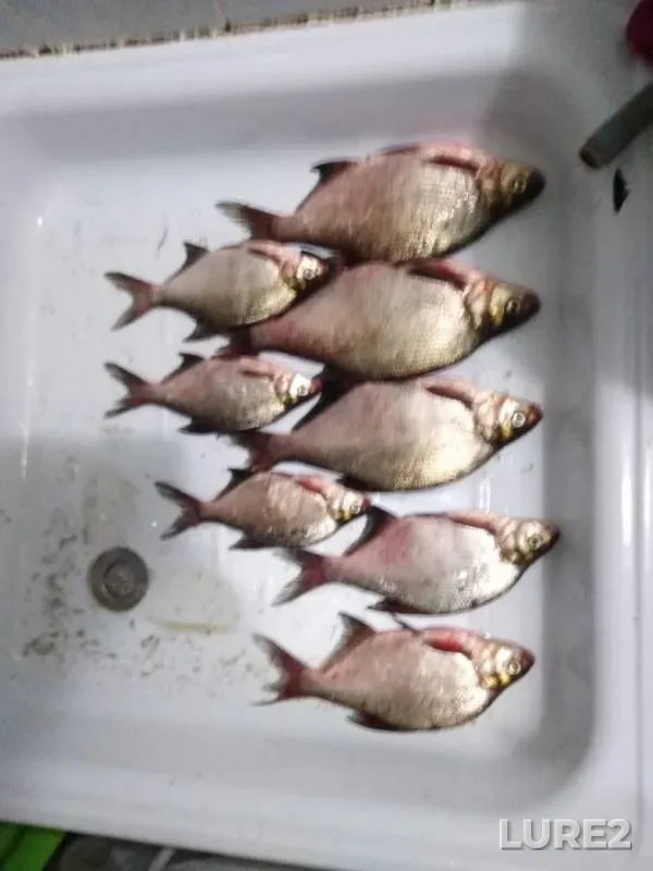 Bream — Tura, Sep 18, 2019
