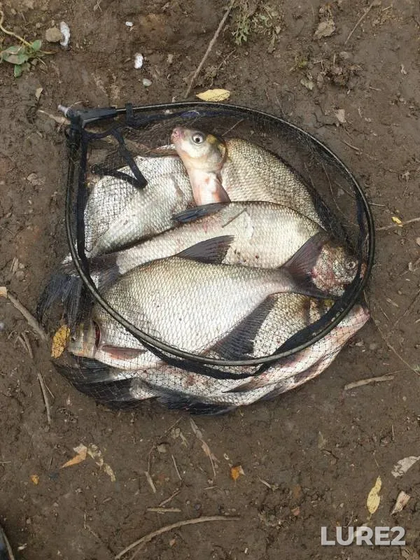 Bream — Tura, Sep 18, 2019