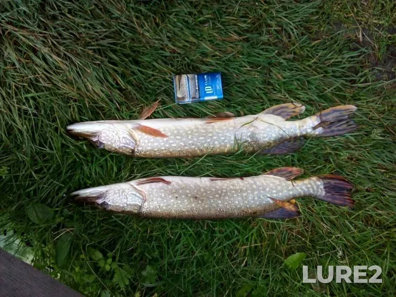 Pike — Tura, Sep 20, 2019