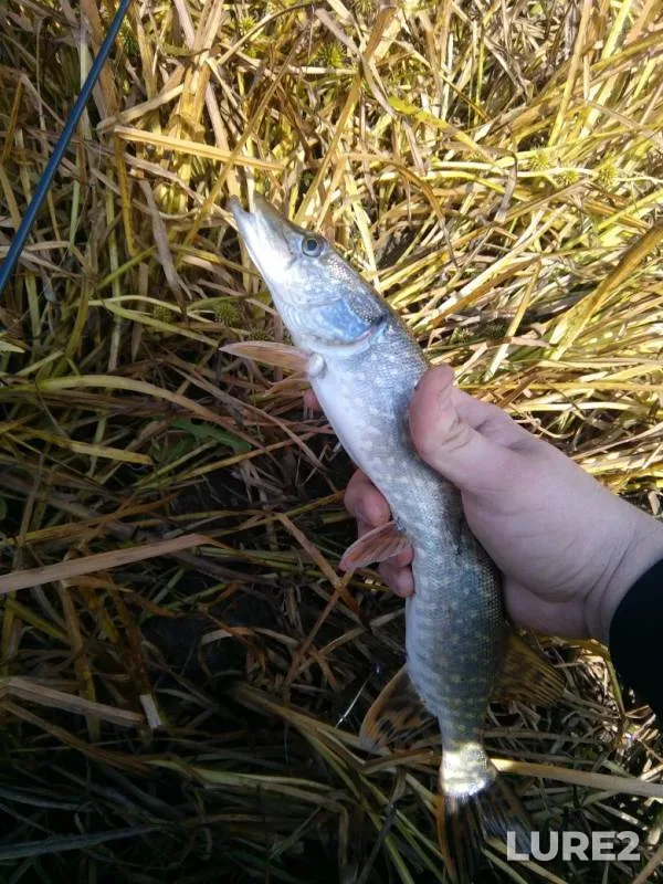 Pike — Pyshma, Sep 21, 2019
