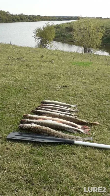 Burbot, Pike — Nitsa, Sep 23, 2019