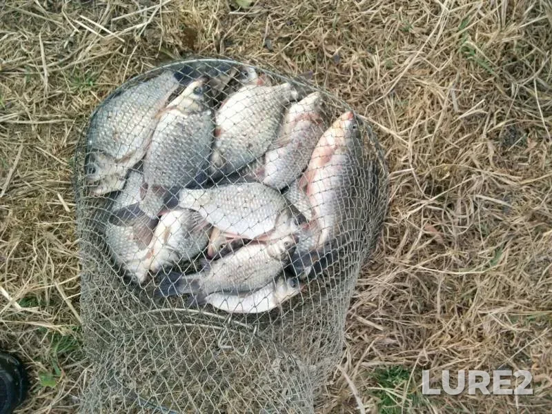 Crucian carp — Pesyanka, Oct 12, 2019