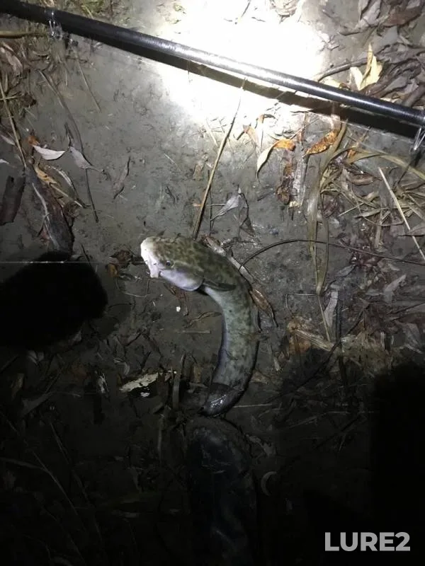 Burbot — Tura, Oct 14, 2019