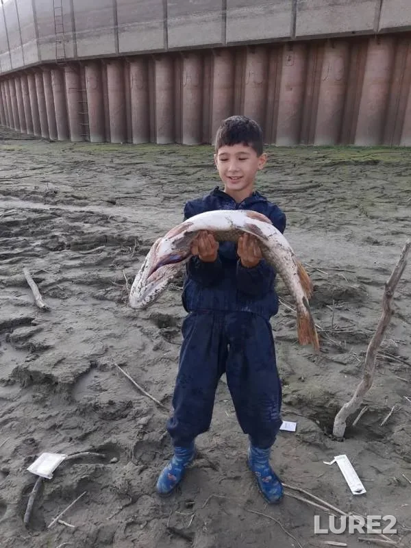 Pike — protoka Staryy Irtysh, Sep 15, 2019