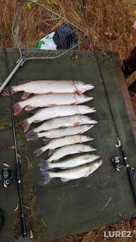 Pike, Zander — Tobyl - Tobol, Oct 15, 2019