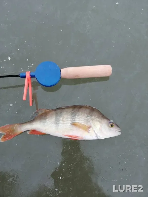 Perch — Andreyevskoye, Nov 11, 2019