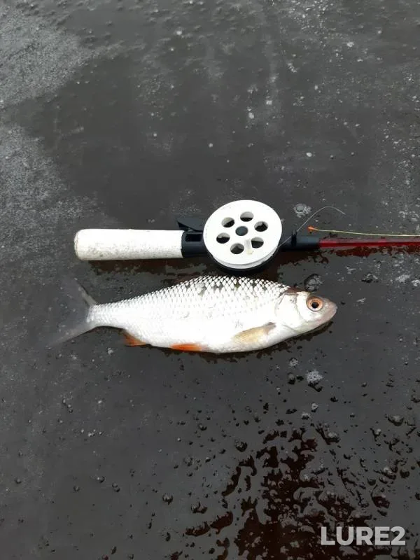 Perch, Roach — Tura, Nov 12, 2019