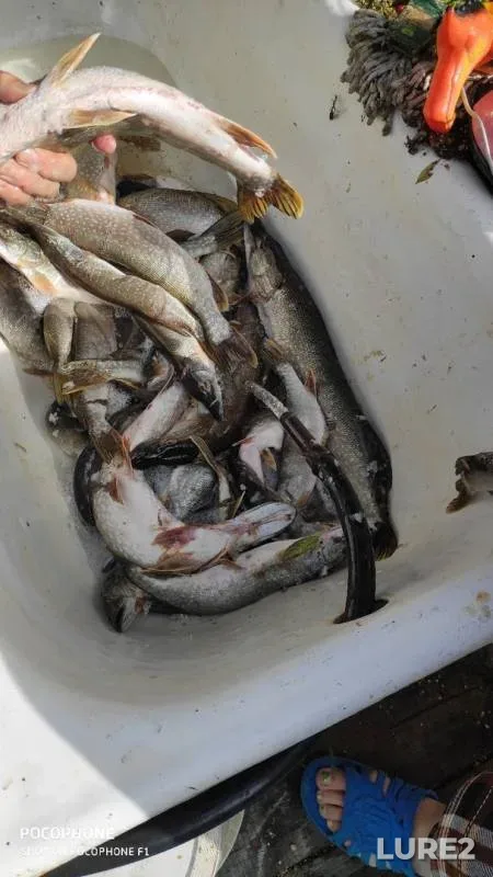 Pike — protoka Malaya Chernaya, Aug 18, 2019