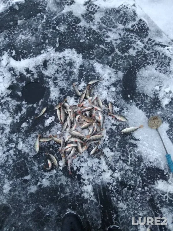 Perch — Krivoye, Nov 17, 2019