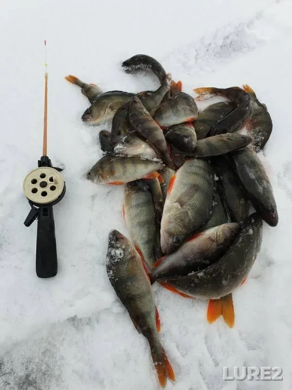 Perch, Pike — Tobyl - Tobol, Nov 18, 2019